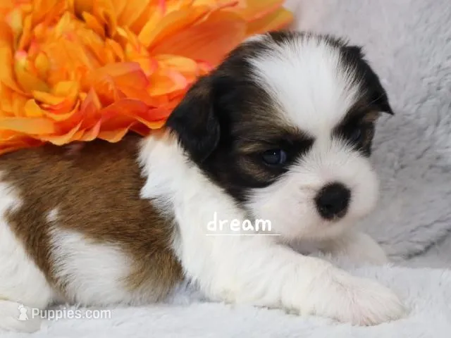 Gemma – Cavapoo, Shihpoo puppy for sale in Boyd, WI