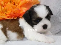 Gemma, a female Cavapoo and Shihpoo for sale in Boyd, WI – Photo 3 of 5