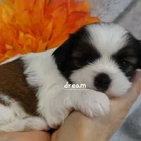 Gemma, a female Cavapoo and Shihpoo for sale in Boyd, WI – Photo 5 of 5