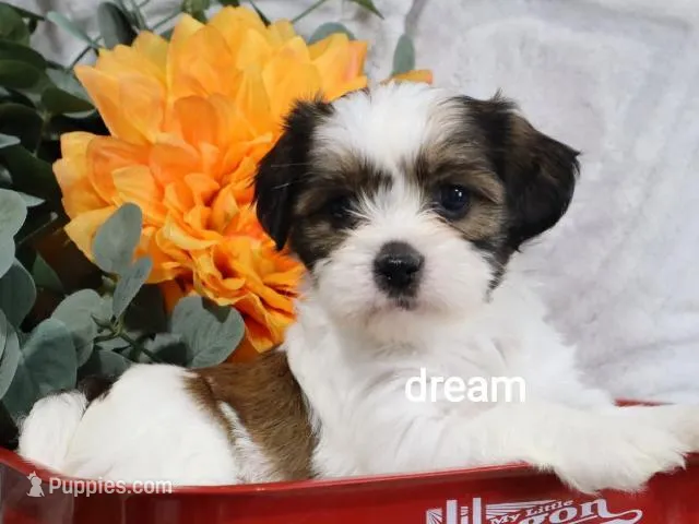 Gemma – Cavapoo, Shihpoo puppy for sale in Boyd, WI