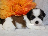 Gemma, a female Cavapoo and Shihpoo for sale in Boyd, WI – Photo 1 of 5