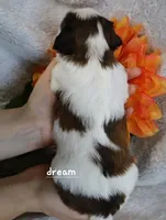 Gemma, a female Cavapoo and Shihpoo for sale in Boyd, WI – Photo 4 of 5