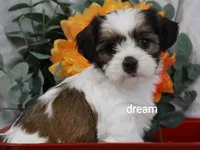 Gemma, a female Cavapoo and Shihpoo for sale in Boyd, WI – 2 of 10