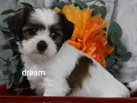 Gemma, a female Cavapoo and Shihpoo for sale in Boyd, WI – 4 of 10
