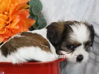 Gemma, a female Cavapoo and Shihpoo for sale in Boyd, WI – 5 of 10