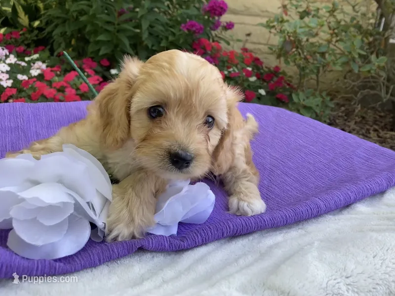 Hadley – Cavapoo puppy for sale in Boyd, WI