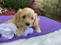 Hadley, a female Cavapoo for sale in Boyd, WI – 7 of 10