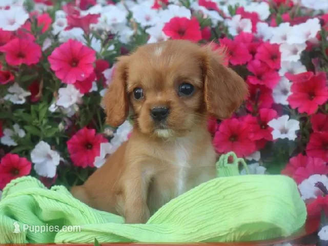 Chase  – Cavalier King Charles Spaniel puppy for sale in Boyd, WI