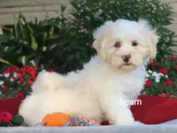 Quinn, a male Shihpoo for sale in Boyd, WI – 5 of 9