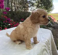Laredo, a male Cavapoo for sale in Boyd, WI – 7 of 10