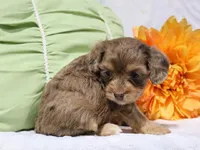 Nevaeh, a female Cavapoo for sale in Boyd, WI – 4 of 4