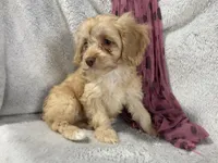 Apphia, a female Cavapoo for sale in Boyd, WI – 10 of 10