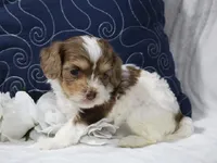 Romeo, a male Cavapoo for sale in Boyd, WI – 2 of 4