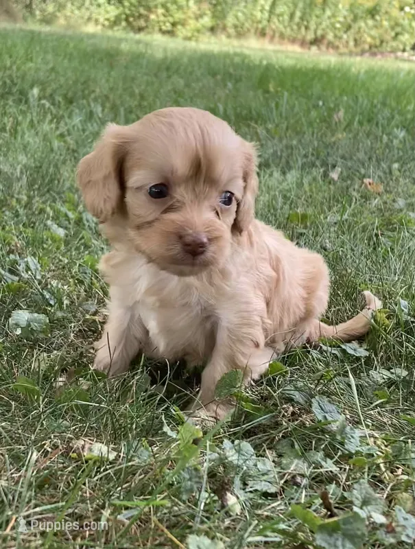 Apphia – Cavapoo puppy for sale in Boyd, WI