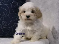 Kamry, a male Shihpoo for sale in Boyd, WI – 4 of 5