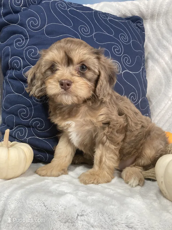 Nevaeh – Cavapoo puppy for sale in Boyd, WI