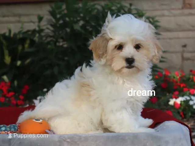 Kamry – Shihpoo puppy for sale in Boyd, WI