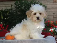 Kamry, a male Shihpoo for sale in Boyd, WI – 1 of 9