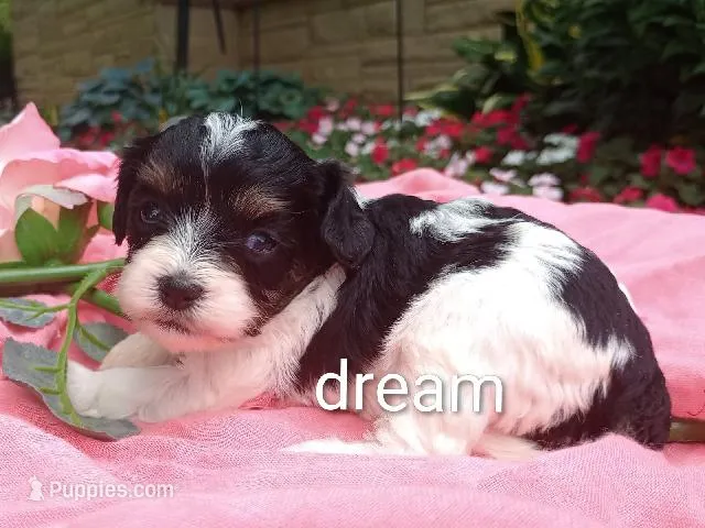 Indy – Cavapoo puppy for sale in Boyd, WI