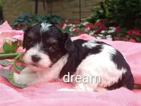 Indy, a female Cavapoo for sale in Boyd, WI – 1 of 3