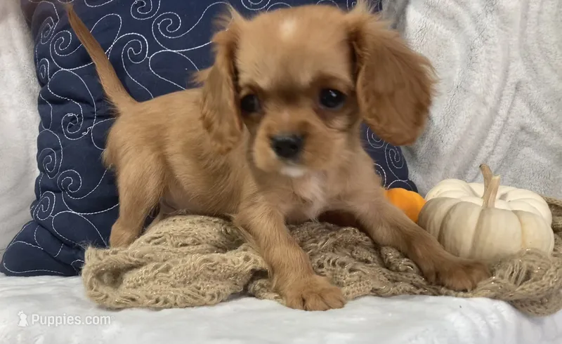 Chase  – Cavalier King Charles Spaniel puppy for sale in Boyd, WI