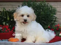 Kamry, a male Shihpoo for sale in Boyd, WI – 2 of 9