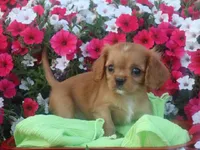 Chase , a male Cavalier King Charles Spaniel for sale in Boyd, WI – 1 of 7
