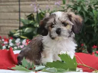 Nico, a male Cavalier King Charles Spaniel and Shih Tzu for sale in Boyd, WI – 6 of 8