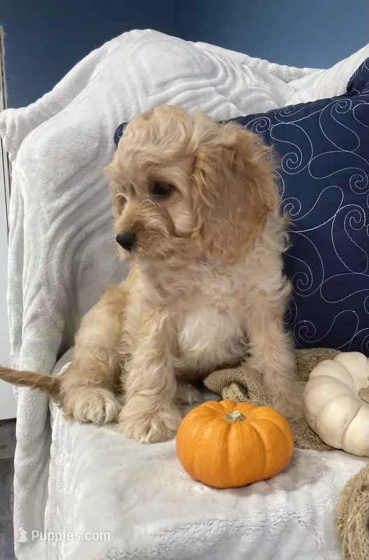 Laredo – Cavapoo puppy for sale in Boyd, WI