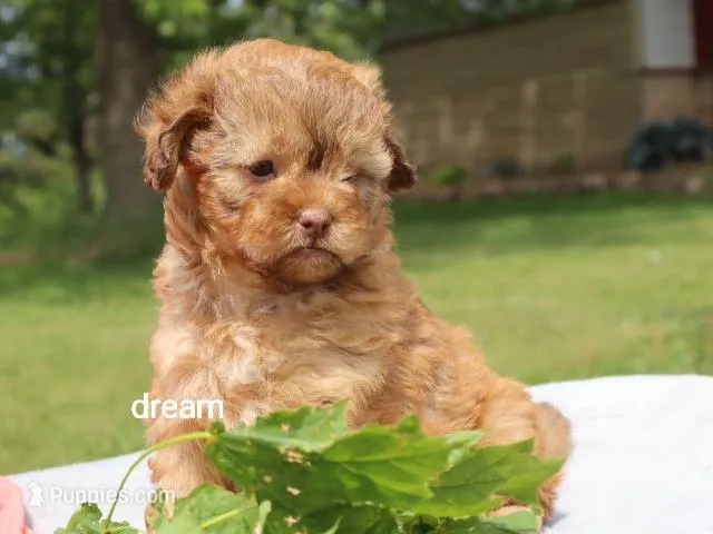 Sage – Shihpoo puppy for sale in Boyd, WI