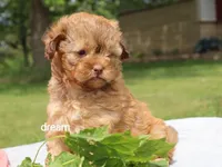 Sage, a female Shihpoo for sale in Boyd, WI – 1 of 6