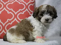 Sienna, a female Shihpoo for sale in Boyd, WI – 4 of 4