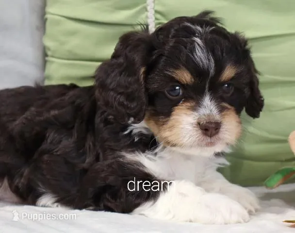 Journey  – Cavapoo puppy for sale in Boyd, WI