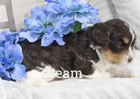 Journey , a male Cavapoo for sale in Boyd, WI – Photo 3 of 5