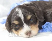 Journey , a male Cavapoo for sale in Boyd, WI – Photo 4 of 5