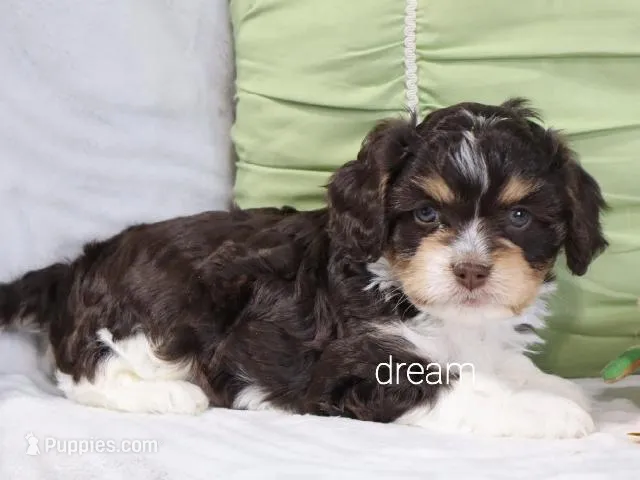 Journey  – Cavapoo puppy for sale in Boyd, WI
