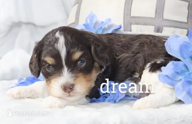 Journey  – Cavapoo puppy for sale in Boyd, WI