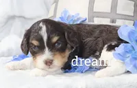 Journey , a male Cavapoo for sale in Boyd, WI – Photo 1 of 5