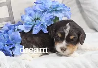 Journey , a male Cavapoo for sale in Boyd, WI – Photo 2 of 5