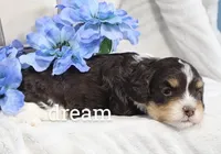 Journey , a male Cavapoo for sale in Boyd, WI – Photo 5 of 5