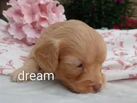 Apphia, a female Cavapoo for sale in Boyd, WI – 3 of 6