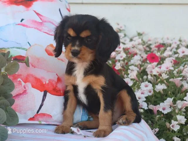 Melody  – Cavalier King Charles Spaniel puppy for sale in Boyd, WI