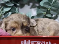 Celine, a female Cavapoo for sale in Boyd, WI – 6 of 6