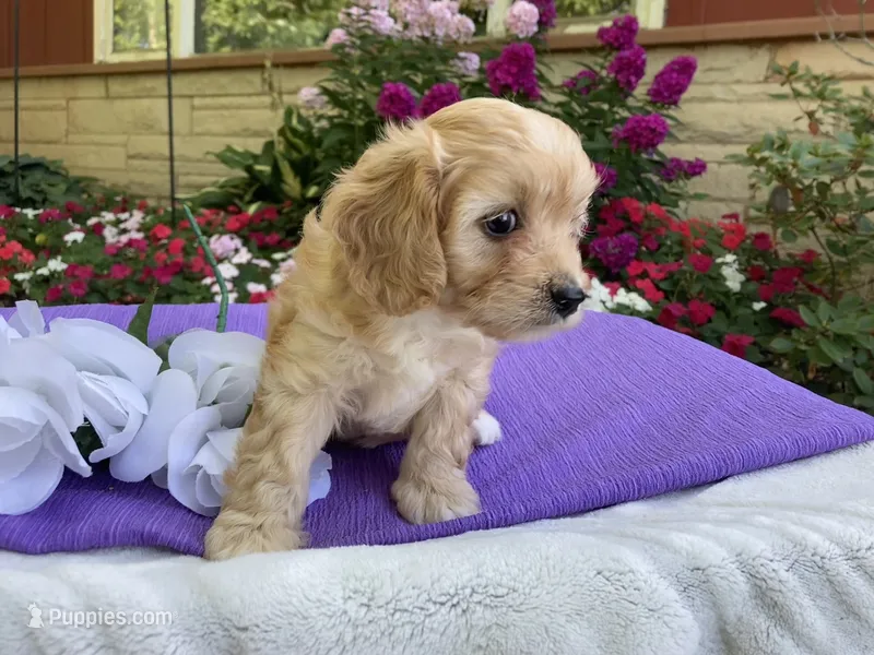 Hadley – Cavapoo puppy for sale in Boyd, WI