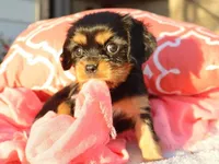 Luna, a female Cavalier King Charles Spaniel for sale in Boyd, WI – 4 of 4