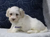 Quinn, a male Shihpoo for sale in Boyd, WI – 1 of 4