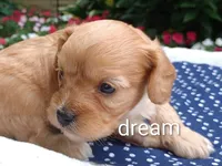 Laredo, a male Cavapoo for sale in Boyd, WI – 3 of 5