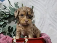 Celine, a female Cavapoo for sale in Boyd, WI – 2 of 6