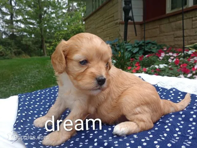 Laredo – Cavapoo puppy for sale in Boyd, WI