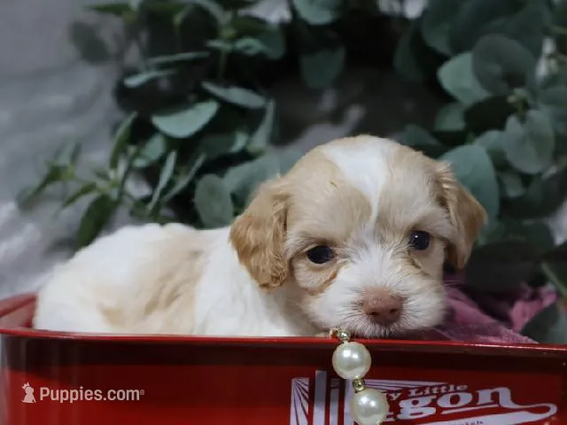 Bliss – Cavapoo puppy for sale in Boyd, WI